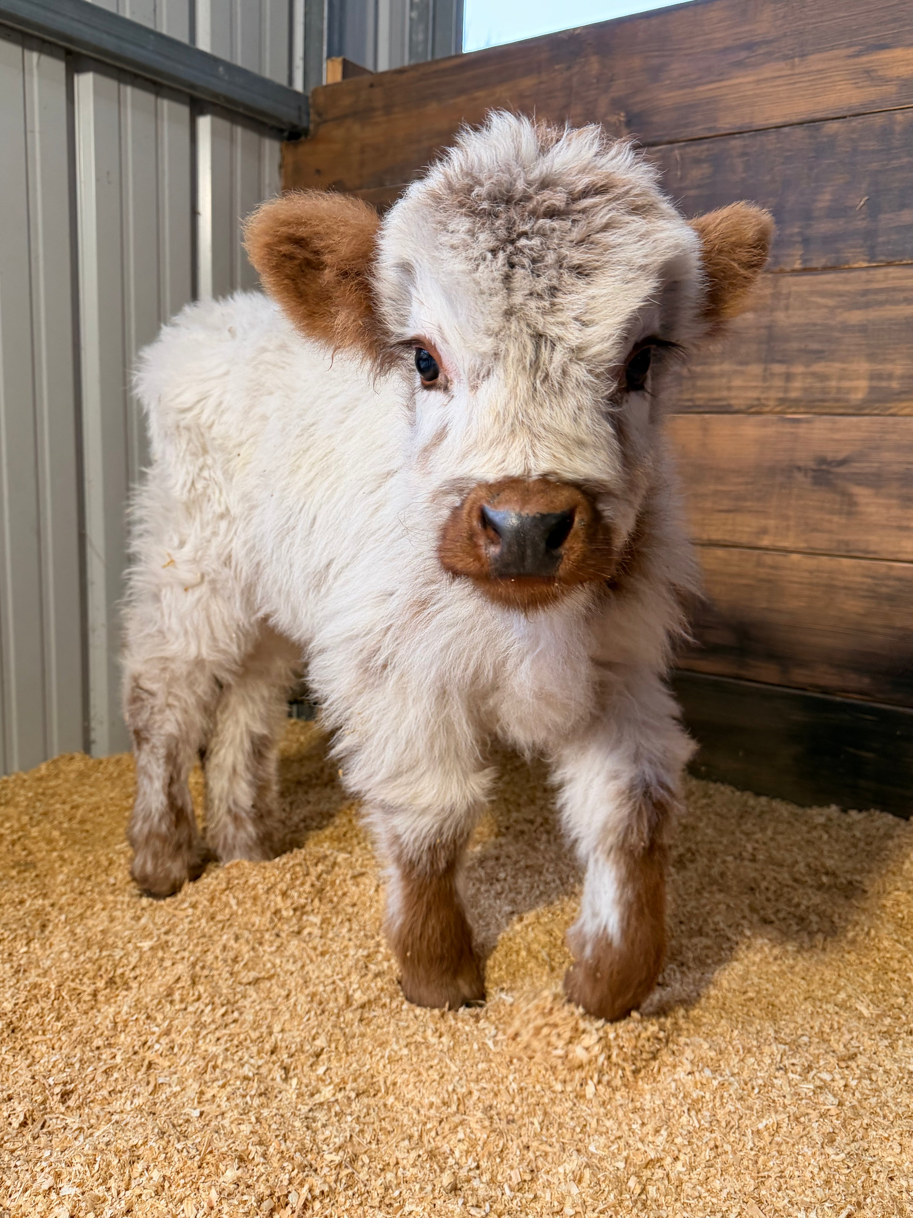 Charlie - Mini Highpark Bull