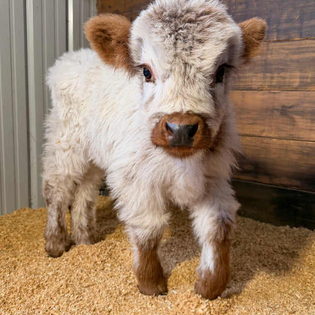 Charlie - Mini Highpark Bull