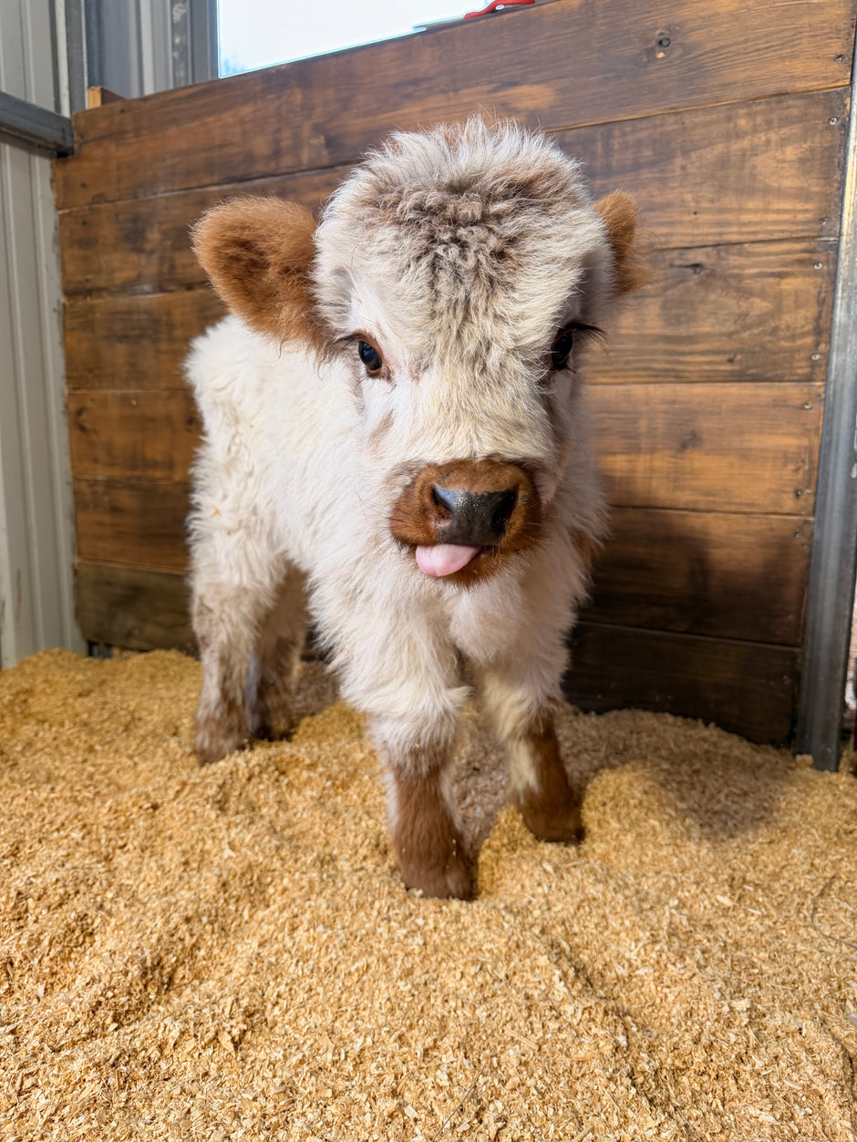 Charlie - Mini Highpark Bull