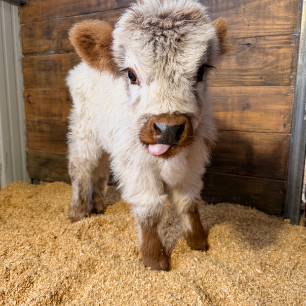 Charlie - Mini Highpark Bull