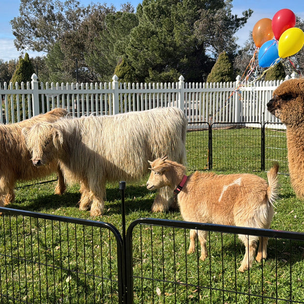 Birthday at the Farm
