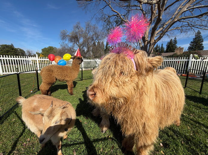 Mobile Petting Farm