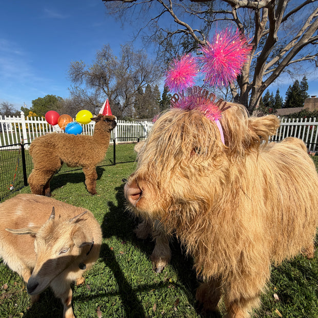 Mobile Petting Farm