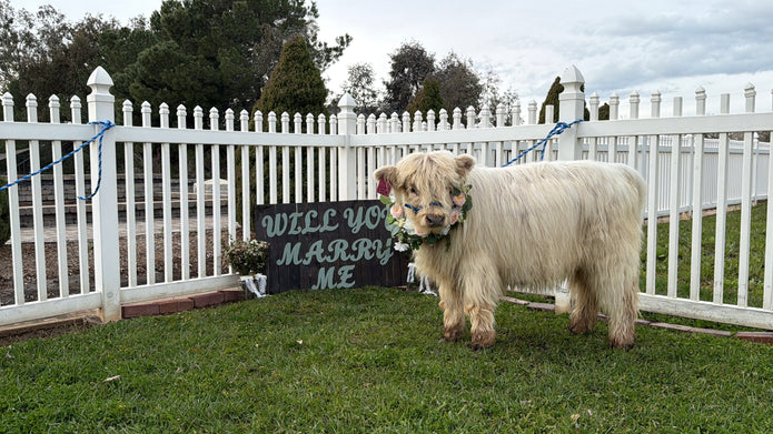 Proposal at the Farm