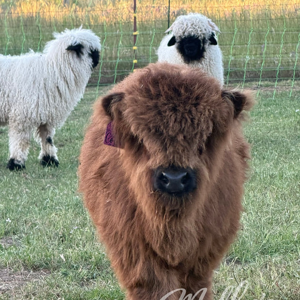 Paint Night & Farm Experience